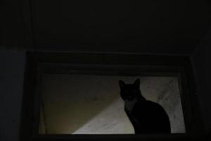 gatto a casa nel scuro. nero gatto nel nero camera. animale domestico su ripiano. foto