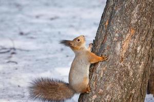 scoiattolo albero nel inverno foto