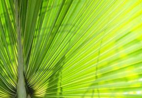 foglia di palma verde