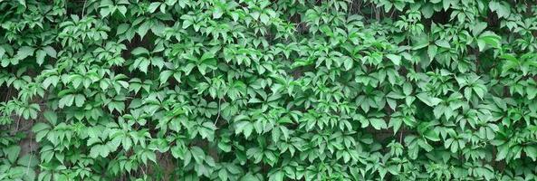 verde edera cresce lungo il beige parete di dipinto piastrelle. struttura di denso boschetti di selvaggio edera foto