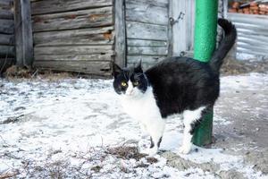 gatto villaggio inverno foto