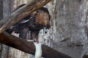 d'oro aquila su un' albero foto