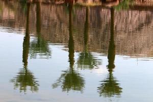 vegetazione su il banche di un' fiume nel settentrionale Israele foto