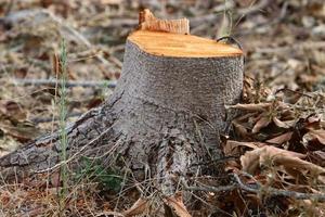 un vecchio ceppo è un' piccolo parte di un' abbattuto albero tronco. foto