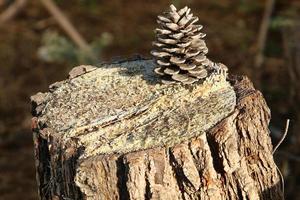 un vecchio ceppo è un' piccolo parte di un' abbattuto albero tronco. foto