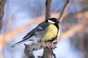 il uccello parco nel inverno foto