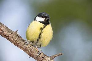 il uccello parco nel inverno foto