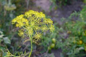 giallo fiori di aneto graveolens aneto nel giardino i campi foto