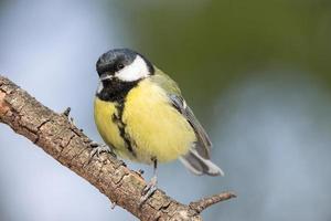 il uccello parco nel inverno foto