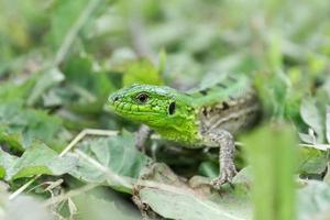 verde lucertola nel il erba foto