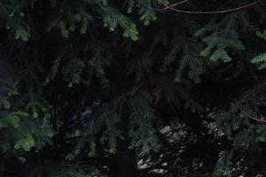 denso pino cespugli su un' buio sfondo. foto