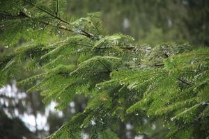 piovoso giorno nel il pino foresta foto