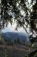 il pino le foglie nel il primo piano siamo il montagne di pino alberi e il nebbia su il picchi nel il sera. foto
