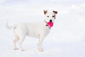 Jack Russell Terrier foto