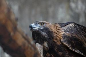 d'oro aquila su un' albero foto