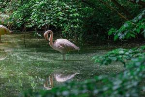 rosa fenicottero nel il stagno, morbido luce del sole e mollusco acqua riflessione. animale parco o zoo con tropicale giardino lago. bellissimo fenicottero nel stagno, sereno esotico natura animali foto