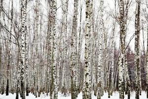 betulla boschi nel freddo inverno giorno foto
