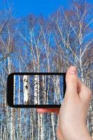 turista fotografie betulla alberi nel primavera giorno