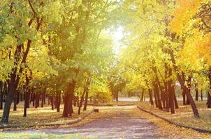 sera paesaggio con ingiallimento alberi e un' lotto di le foglie caduto su il strada nel il parco foto