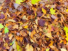 struttura di giallo e rosso, Marrone colorato naturale caduto autunno diverso le foglie. il sfondo foto