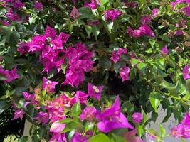 viola e rosa fiori siamo naturale contro il sfondo di verde le foglie nel un' caldo tropicale nazione, ricorrere foto