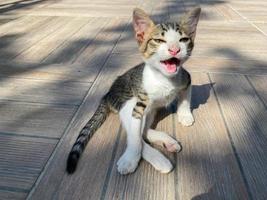un' piccolo bellissimo soffice giocoso gattino con Aperto bocca si siede su il terra foto