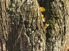 struttura di legnoso naturale buio abbaiare con muschio e crepe e giallo le foglie. il sfondo foto