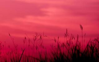 silhouette di erba bellissimo tramonto su rosa cielo sfondo naturale bellezza Visualizza foto
