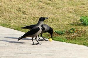 incappucciato corvo nel un' città parco nel Israele foto