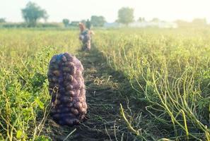 un' Borsa di patate è su il terra dopo raccolto. raccolta biologico verdure nel autunno. agricoltura e in crescita cibo. collezione, confezione e trasporto. agroindustria e agroalimentare. foto