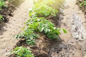 giovane Patata cespugli atterrato nel un' riga su un' azienda agricola campo. agricoltura e Ritaglia verdure produzione. agroindustria e agroalimentare. biologico agricoltura prodotti. irrigazione, fertilizzanti e peste protezione. foto