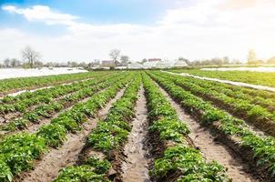 paesaggio di piantagione campo di giovane Patata cespugli dopo irrigazione. fresco verde verdi. agroindustria, coltivazione. azienda agricola per in crescita verdure. piantagione su fertile ucraino nero suolo. foto