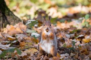 rosso scoiattolo su un' ramo nel autunno foto