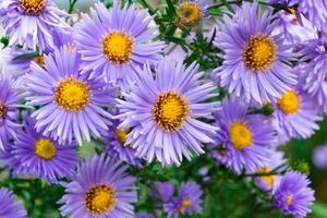 fiori astri nel il giardino foto