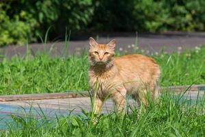 rosso gatto su il erba foto