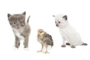 gattini e pollo su un' bianca sfondo foto