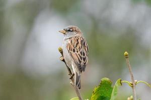 passero seduta su un' ramo di lilla foto