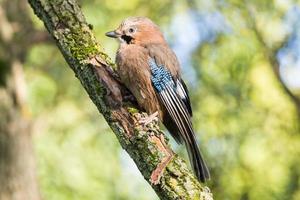 Garrulus glandarius su un' ramo foto