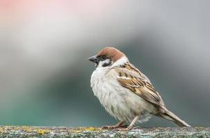 giovane passero su ramo foto