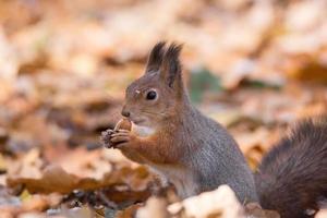 rosso scoiattolo su un' ramo nel autunno foto