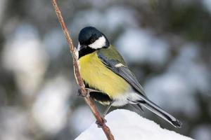 il uccello parco nel inverno foto