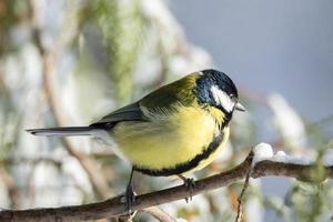 il uccello parco nel inverno foto