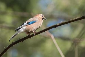 Garrulus glandarius su un' ramo foto