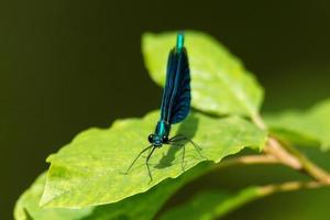 libellula su foglia foto