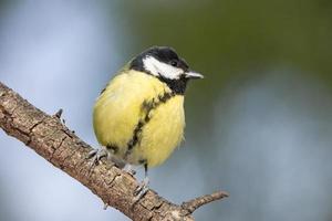 il uccello parco nel inverno foto