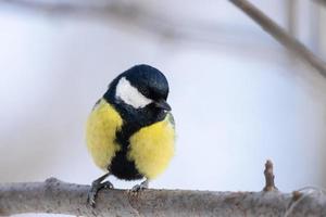 il uccello parco nel inverno foto