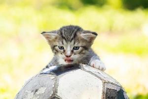 gattino con un' calcio palla foto