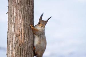 scoiattolo albero nel inverno foto