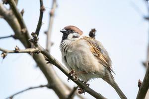 passante domesticus su un' ramo foto