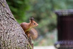 rosso scoiattolo su un' ramo nel estate, sciurus, parco, tamiasciurus foto